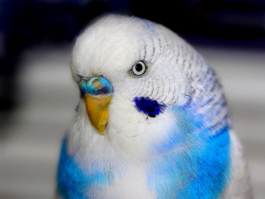 625239 (a): :1600x1200
